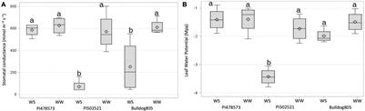 Intraspecific Variation for Leaf Physiological and Root Morphological Adaptation to Drought Stress in Alfalfa (Medicago sativa L.)